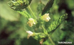CP -Melisse (Melissa Officinalis L.) - Medicinal Plants