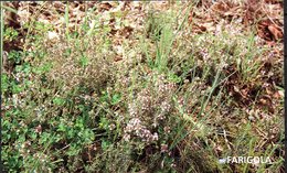 CP -Thym  (Thymus Vulgaris  L.) - Plantes Médicinales