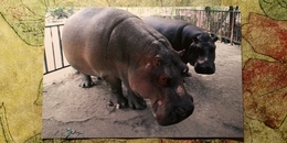 Nikolaev Zoo , Hippo - Ukrainian Postcard - Hippopotames