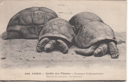 TORTUES ÉLÉPHANTINES - Schildpadden