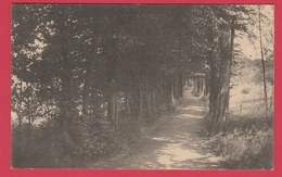 Couvin - La Vieille Charmille ... Lieu Dans Le Parc St. Roch - 1920 ( Voir Verso ) - Couvin