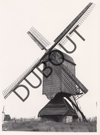 Leut Molen/Moulin Originele Foto C14 - Maasmechelen