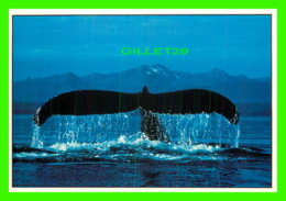 Delcampe - TADOUSSAC, QUÉBEC - CAUDALE (QUEUE) DE BALEINE ÀBOSSE -  J.C.RICARDS INC - PHOTO ZEFA FRANCE - - Saguenay