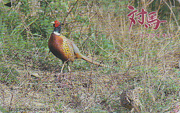 Télécarte Japon / 390-9848 - ANIMAL - Oiseau FAISAN - PHEASANT Bird Japan Phonecard - FASAN Vogel - 3428 - Gallinaceans & Pheasants