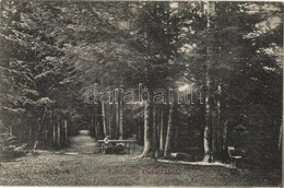 T2/T3 1909 Lőcsefüred, Levoca Kúpele; Erdő Részlet Daniházánál. Singer Kiadása / Forest Detail By Danielov Dom (EK) - Ohne Zuordnung