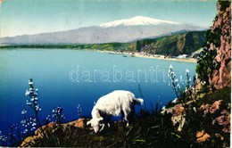 * T2 Taormina, Mount Etna, Goat - Unclassified