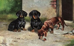 ** T2 Dogs, T.S.N. Serie 537. Nr. 12. S: M. Schönian - Non Classés