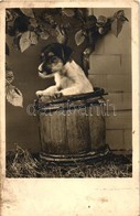 ** T3 Dog In Barrel, Amag No. 67/99/1 (fl) - Unclassified