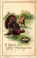 T2/T3 Thanksgiving Greeting Card, Turkey With Dog, Thanksgiving Series Number 81. Emb. Litho (EK) - Unclassified