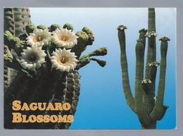 US.- SAGUARO BLOSSOMS. The With And Yellow Flower Of The Saguaro Cactus Is The State Flower Of Arizona.. - Cactus