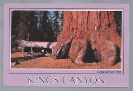 US.- GENERAL LEE TREE. KINGS CANYON NATIONAL PARK, CALIFORNIA. Photo By ARNOLD And CAROLE COMPOLONGO - Kings Canyon
