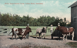 Assiniboia Saskatchewan Canada - Experimental Farm - Indian Head  - Cattle Ranch - Unused - VG Condition - 2 Scans - Autres & Non Classés