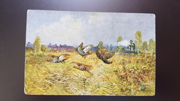 MULLER - Hunting Chasse - Partridge Bird - Old Vintage Postcard - Müller, August - München