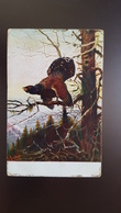 Mueller Style - Hunting Chasse - Black Grouse Bird - Old Vintage Postcard - Mueller, August - Munich