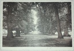 Parc De Cambron L'avenue Des Tilleuls - Brugelette