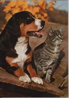 Entlebucher Sennenhund Und Hauskatze - Entlebuch