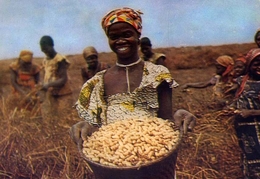 Delcampe - La Cote Occidentale D'afrique - V - Cameroun - Recolte Des Cacahuetes - Formato Grande Viaggiata – E 9 - Kamerun