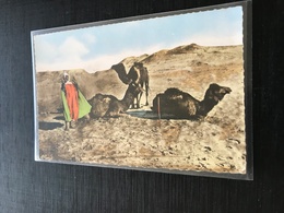 Priere Au Desert 1957 Chameaux Bedouin - Otros & Sin Clasificación