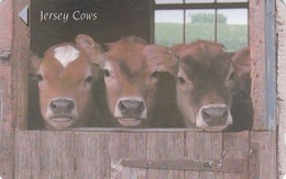 Telecarte JERSEY -  VACHES - Cows