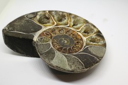 996 - Fossile Di Ammonite - Metà Di Fossile Di Conchiglia - Provenienza Madagascar Peso 371 Gr - Fossielen