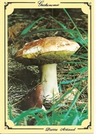 Champignons. CPM. Cêpe. Champignons Des Bois (gastronomie) - Mushrooms