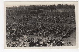 HAY RIVER, North West Territories, Canada,  Garden In Summer, Old Hudson's Bay Co RPPC - Other & Unclassified