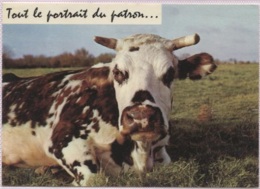 CPM - VACHE NORMANDE - Humour - Edition Artaud - Mucche