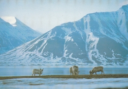 CPM - TAAF - RENNES  Introduits à KERGUELEN En 1955 Et 1956 - TAAF : Territori Francesi Meridionali