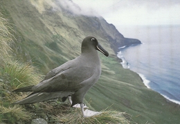CPM (carte Double)  - TAAF - Albatros Fuligineux à Dos Sombre - Nouvelle AMSTERDAM - TAAF : Terres Australes Antarctiques Françaises