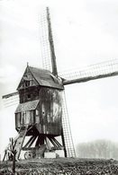 BAZEL-WAAS-HANEWIJKMOLEN-MOULIN A VENT-molen - Kruibeke