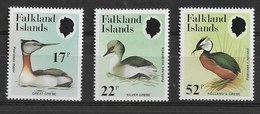 FALKLAND ISLANDS 1984  Bird, Gossander - Albatros