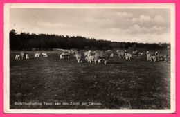 Boschbeplanting Texel Aan Den Zoom Der Dennen - L. BAKKER - 1934 - Texel