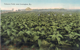 Tobacco Field, Near Lexington, Ky - Scène Agricole  (110087) - Lexington