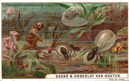 CHROMO CACAO VAN HOUTEN L'ARAIGNNE AQUATIQUE ET SON NID - Van Houten