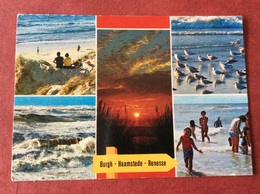 Nederland. Pays-Bas. Holland. Burgh-Haamstede. Renesse ( Vogel Meeuw ) - Renesse