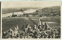 Nierstein - Weinlese - Foto-Ansichtskarte - Verlag Karl Herting Nierstein - Nierstein