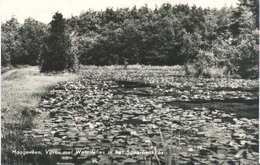 Hoogeveen, Vijver Met Waterlelies In Het Spaarbankbos   (type Fotokaart)    . - Hoogeveen