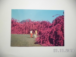 Rockhampton. - Flowering Boganvillea, Botanic Garden. - Rockhampton