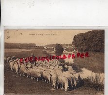 77- VAIRES SUR MARNE - BORDS DE MARNE   MOUTONS AU PATURAGE - Vaires Sur Marne