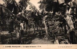 GUINEE FRANCAISE -UN REGIME DE BANANES - French Guinea