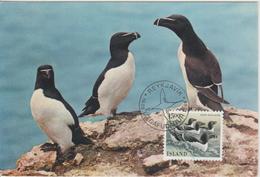 Islande Carte Maximum Oiseau 1986 Yv 600 - Maximumkaarten