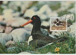 Islande Carte Maximum Oiseau 1987 Yv 623 - Maximumkarten