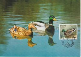 Islande Carte Maximum Oiseau 1987 Yv 624 - Cartes-maximum