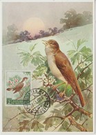 Saint Marin Carte Maximum 1960 Oiseau Rossignol 480 - Briefe U. Dokumente