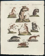 1801 Jacob Xaver Schmuzer (1713-1775): Rágcsálók.  Színezett Rézmetszet, Papír, Jelzett A Dúcon, 22x18 Cm - Stiche & Gravuren