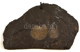 Fosszíliák Kőzetben, Falra Akasztható, 14×25 Cm - Autres & Non Classés