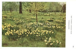 ** T2 London, Royal Botanic Gardens, Kew, Daffodils - Ohne Zuordnung