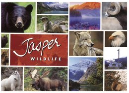 (666) Canada - Jasper NP - Moderne Ansichtskarten