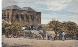 Barbados / 16 - Oxen Carting Sugar Canes - Barbados (Barbuda)