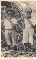 Barbados / 07 - Native Boys Sucking Sugar Cane - Barbados (Barbuda)